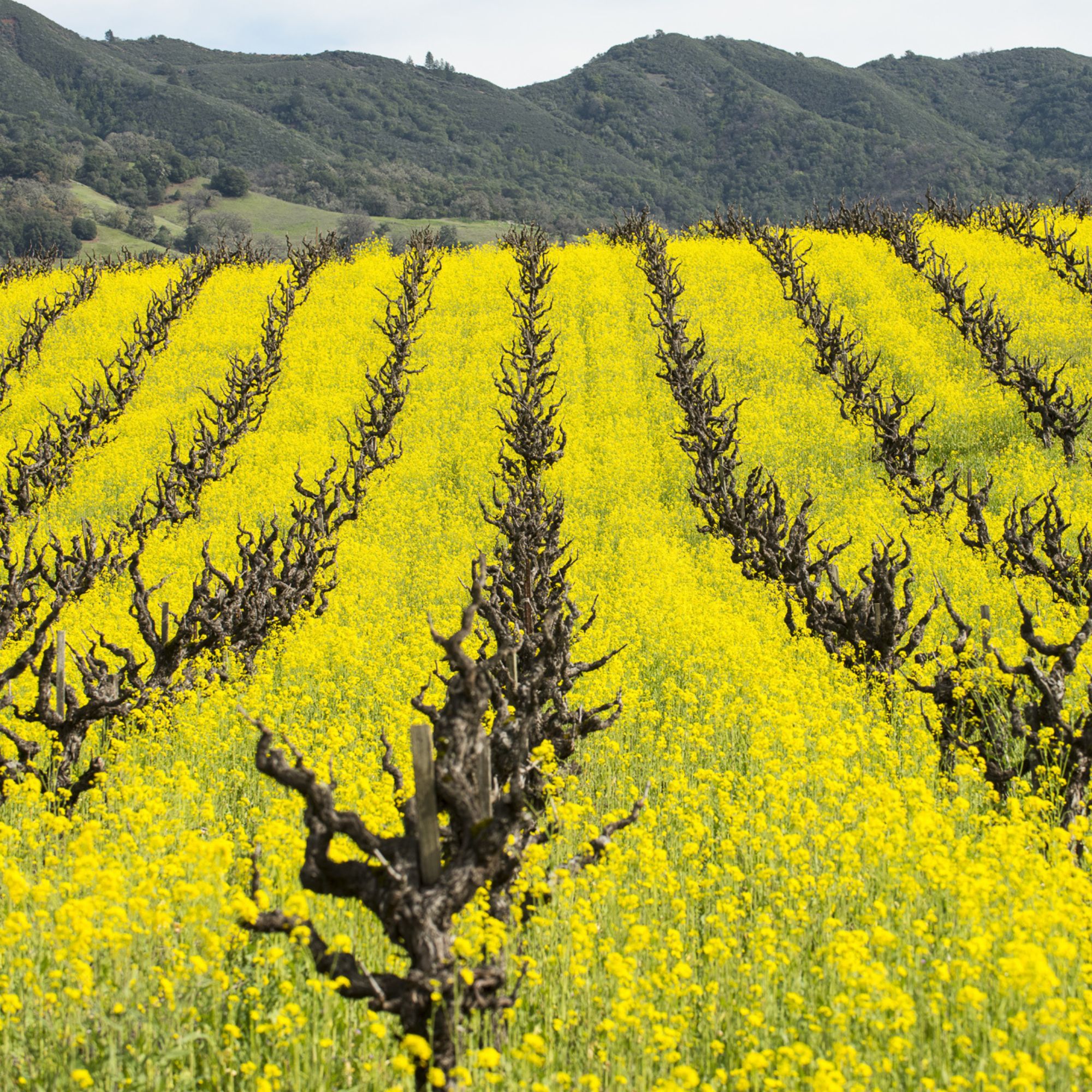 Mustard Cover Crop Seeds for Planting - 1 Lb ~200,000 Seeds - Farmer's Favorite Cover Crop Mix - Provides Great Coverage & Weed 
